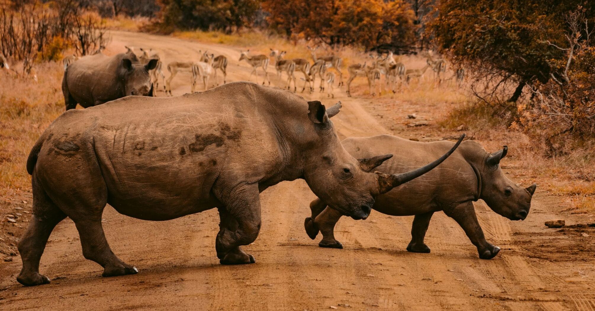 three rhinos walking on farm road