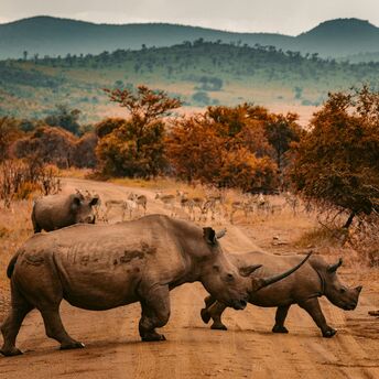 three rhinos walking on farm road