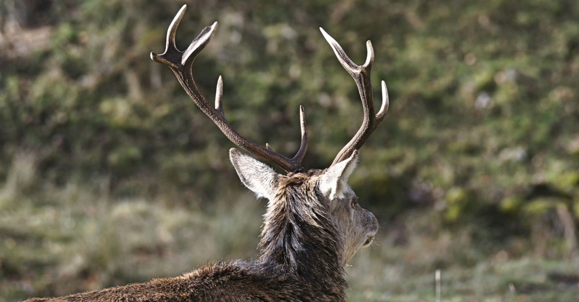 Back view of an elk with large antlers against a forest backdrop