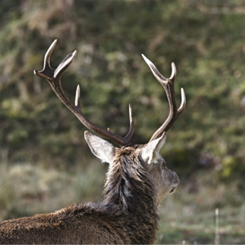 Back view of an elk with large antlers against a forest backdrop
