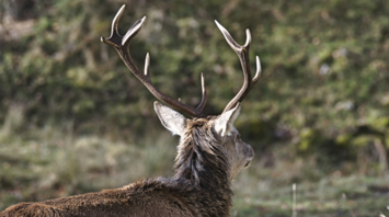 Back view of an elk with large antlers against a forest backdrop