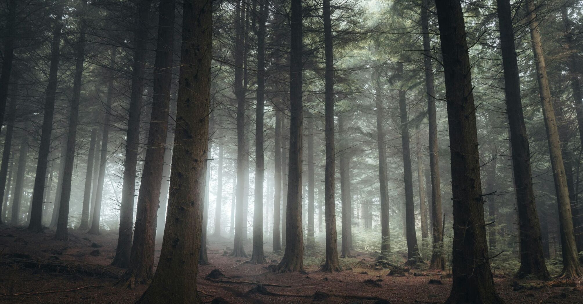 Pine woodland in the Forest of Dean, Gloucestershire one misty morning