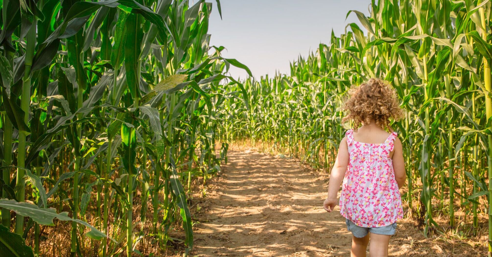 Best Corn Mazes Near Los Angeles: Top Fall Fun Destinations