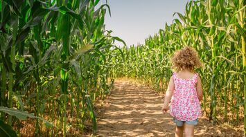 Best Corn Mazes Near Los Angeles: Top Fall Fun Destinations