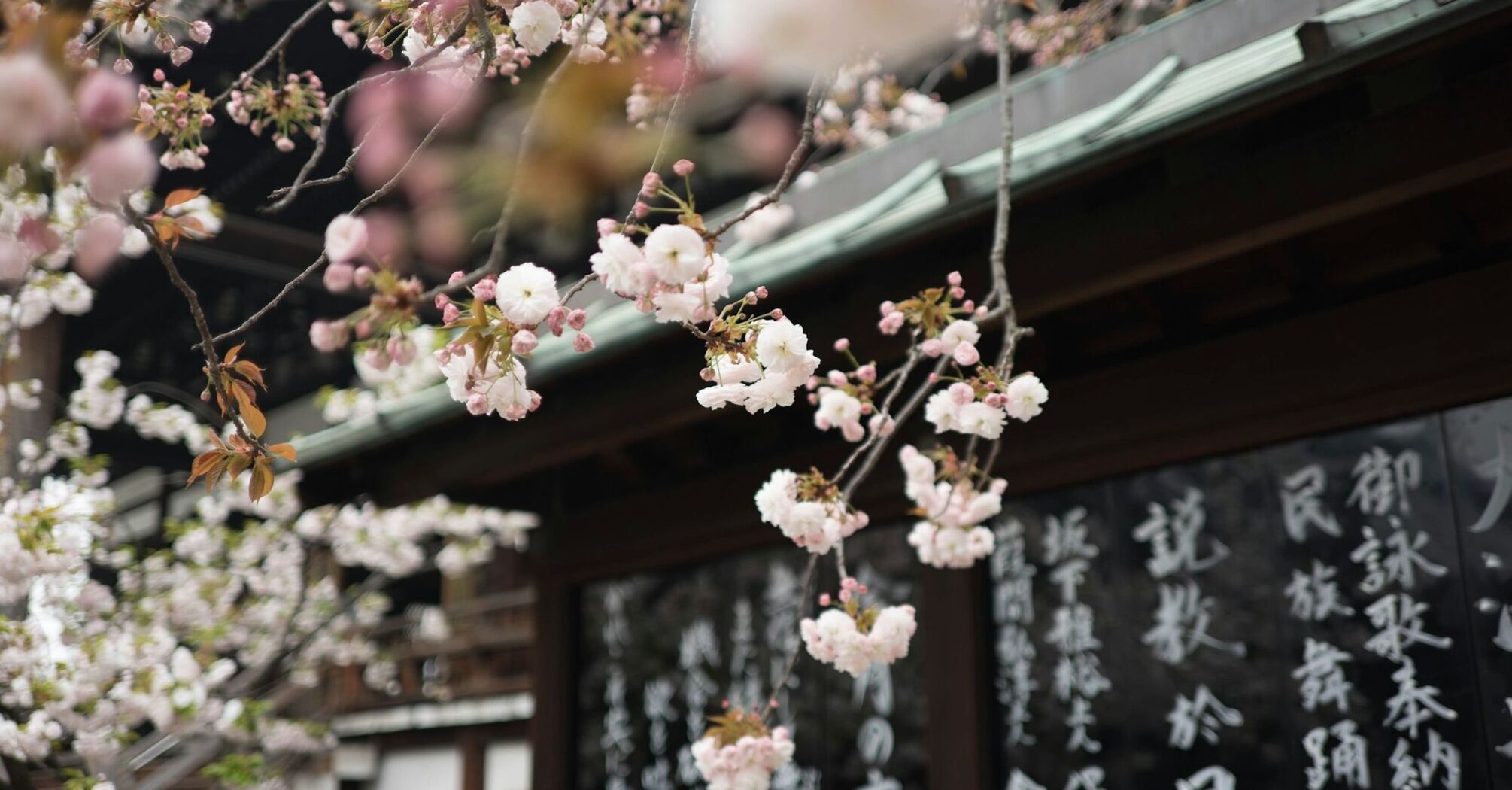 Cherry blossoms blooming in front of a traditional Japanese temple with handwritten inscriptions on wooden panels in the background