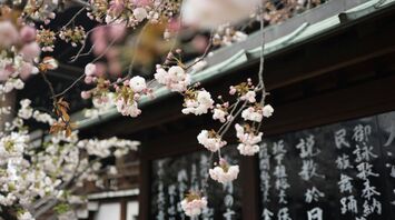 Cherry blossoms blooming in front of a traditional Japanese temple with handwritten inscriptions on wooden panels in the background