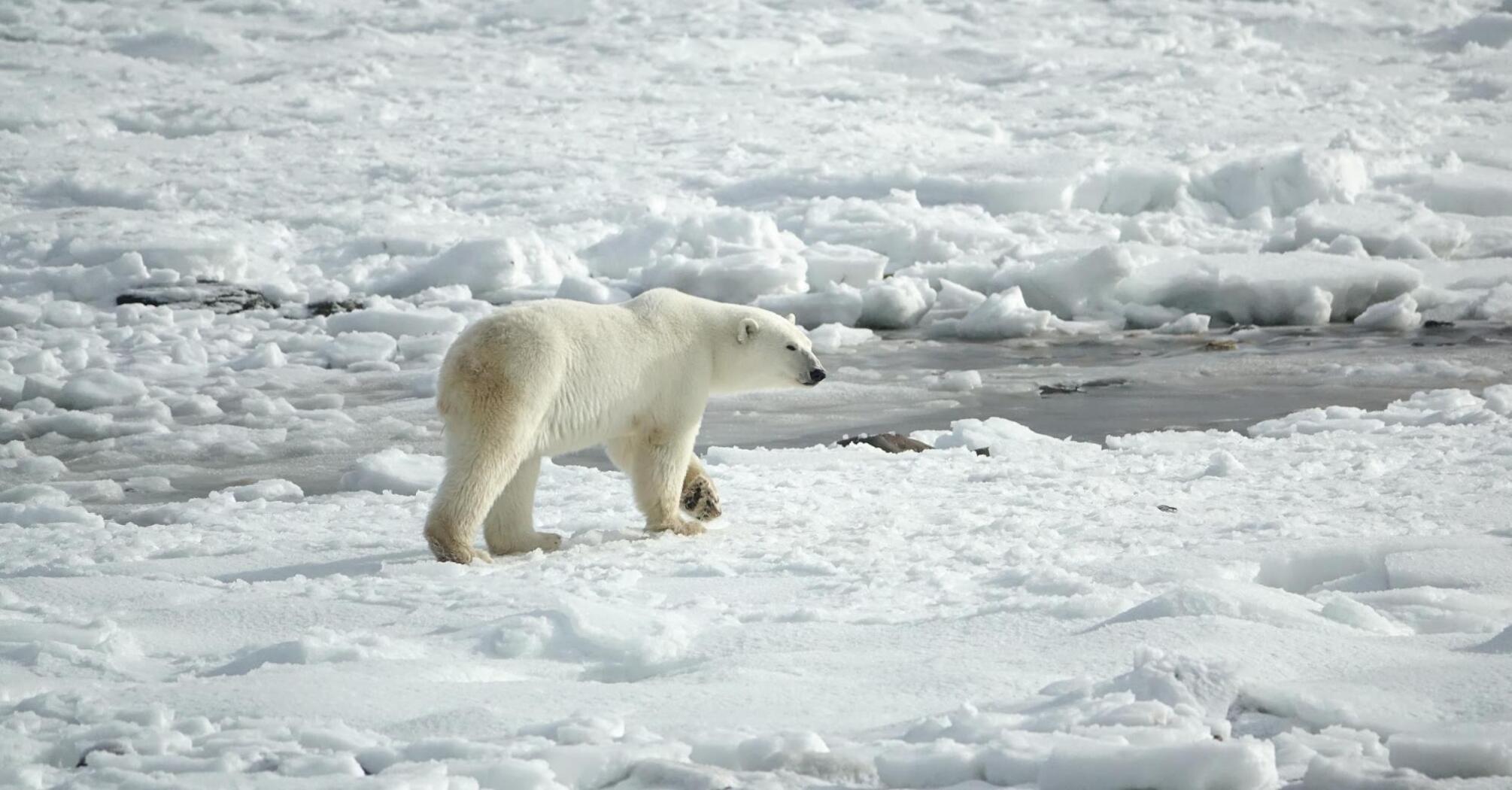 A polar bear traverses fragmented sea ice in Hudson Bay