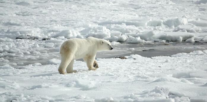 A polar bear traverses fragmented sea ice in Hudson Bay