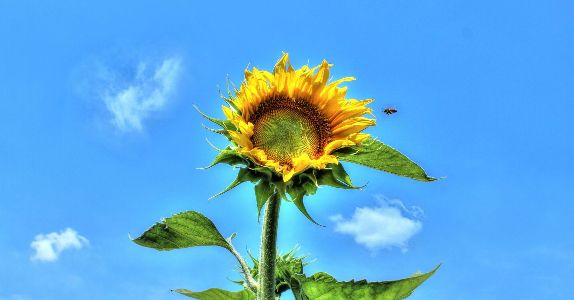 a large sunflower with a bee on a sunny day