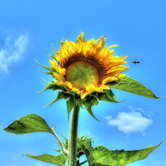 a large sunflower with a bee on a sunny day