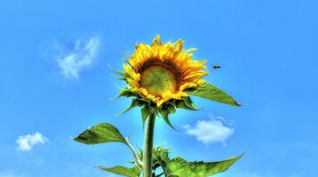 a large sunflower with a bee on a sunny day