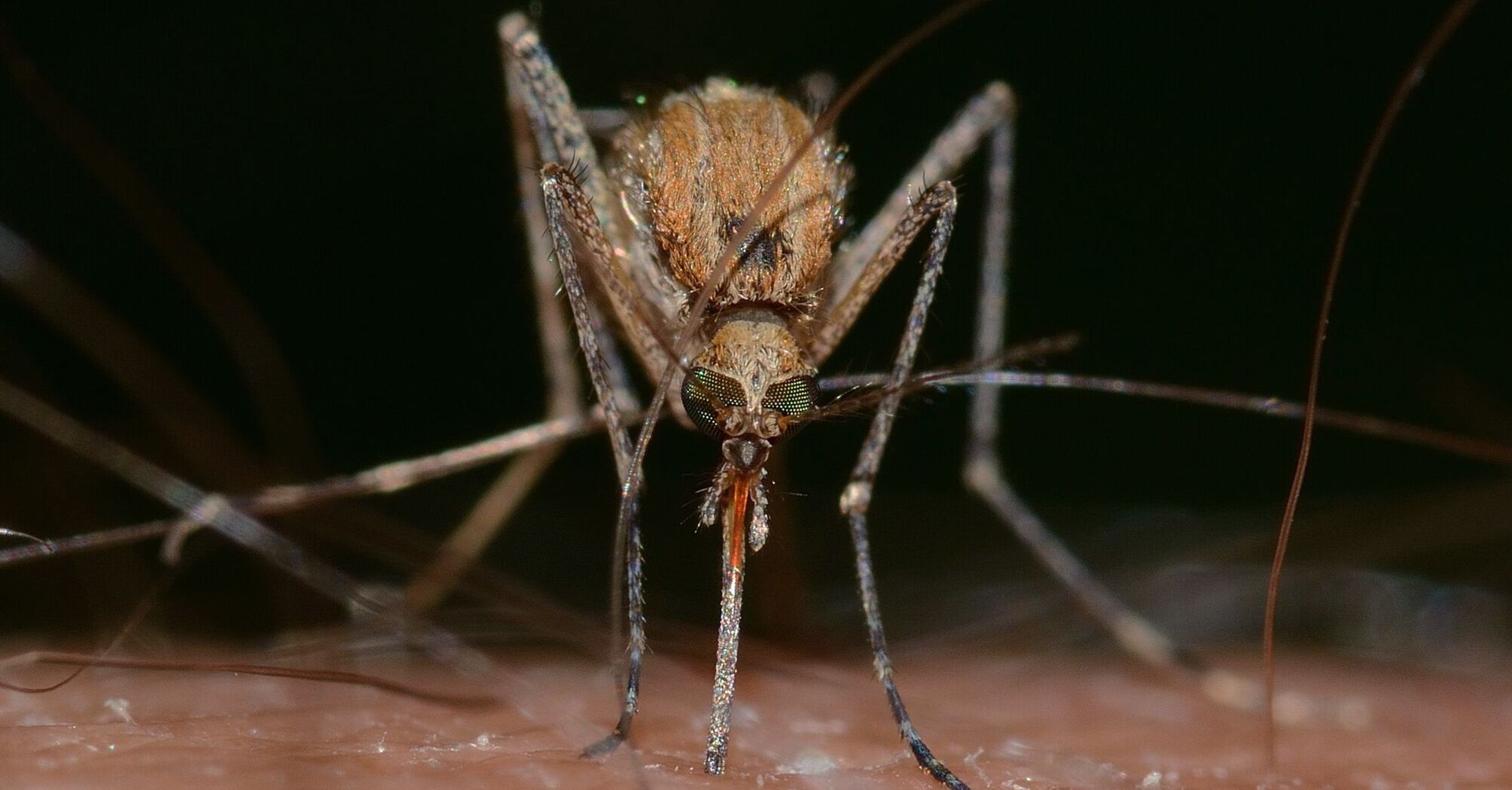 Close-up of a mosquito feeding on human skin