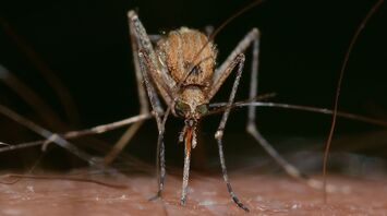 Close-up of a mosquito feeding on human skin