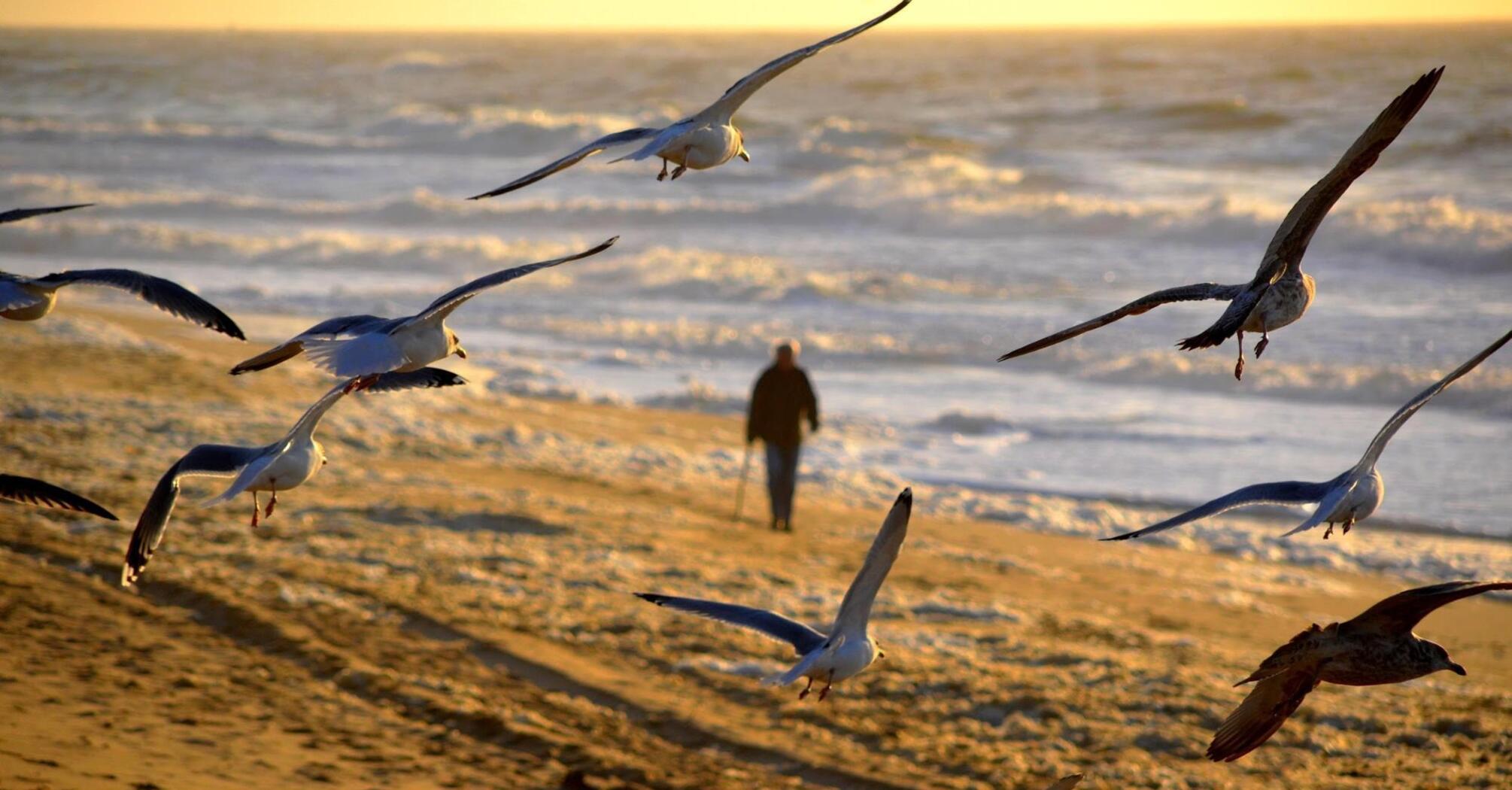 Seagulls flying over a sandy beach with a man walking at sunset