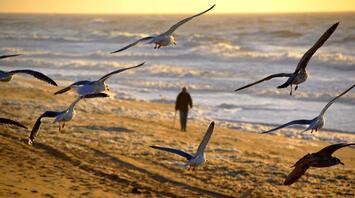 Seagulls flying over a sandy beach with a man walking at sunset