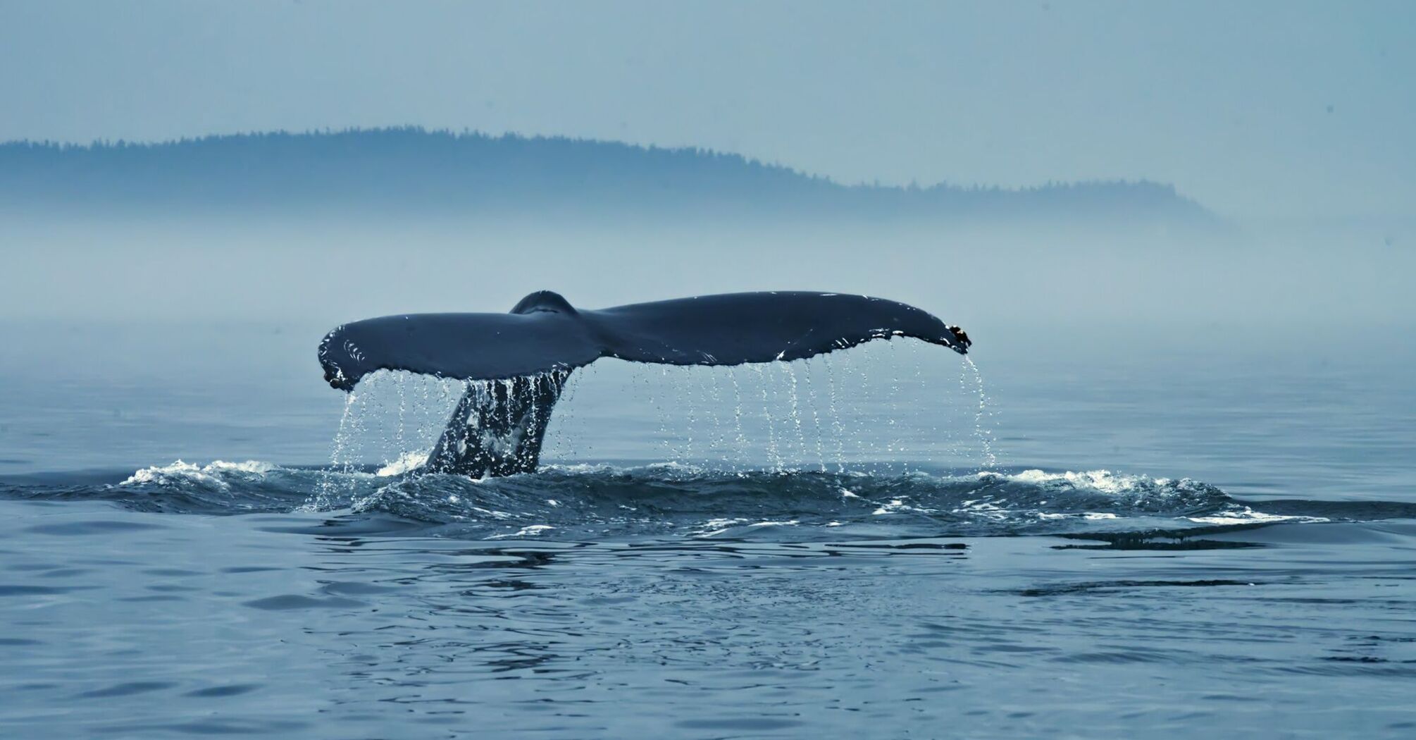 Tail of a humpback whale above water