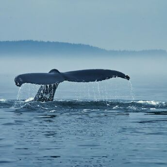 Tail of a humpback whale above water