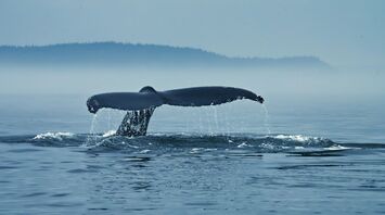 Tail of a humpback whale above water
