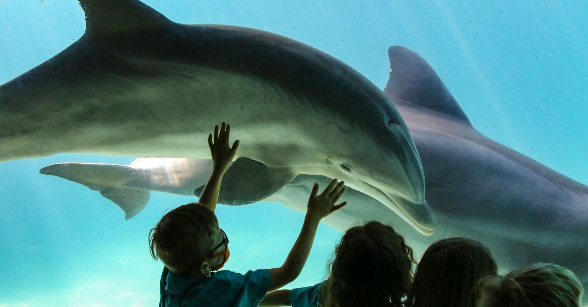 Children interact with dolphins through the glass at an aquarium exhibit in SeaWorld Orlando, touching the window as dolphins swim by