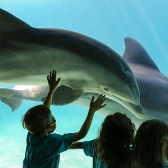 Children interact with dolphins through the glass at an aquarium exhibit in SeaWorld Orlando, touching the window as dolphins swim by