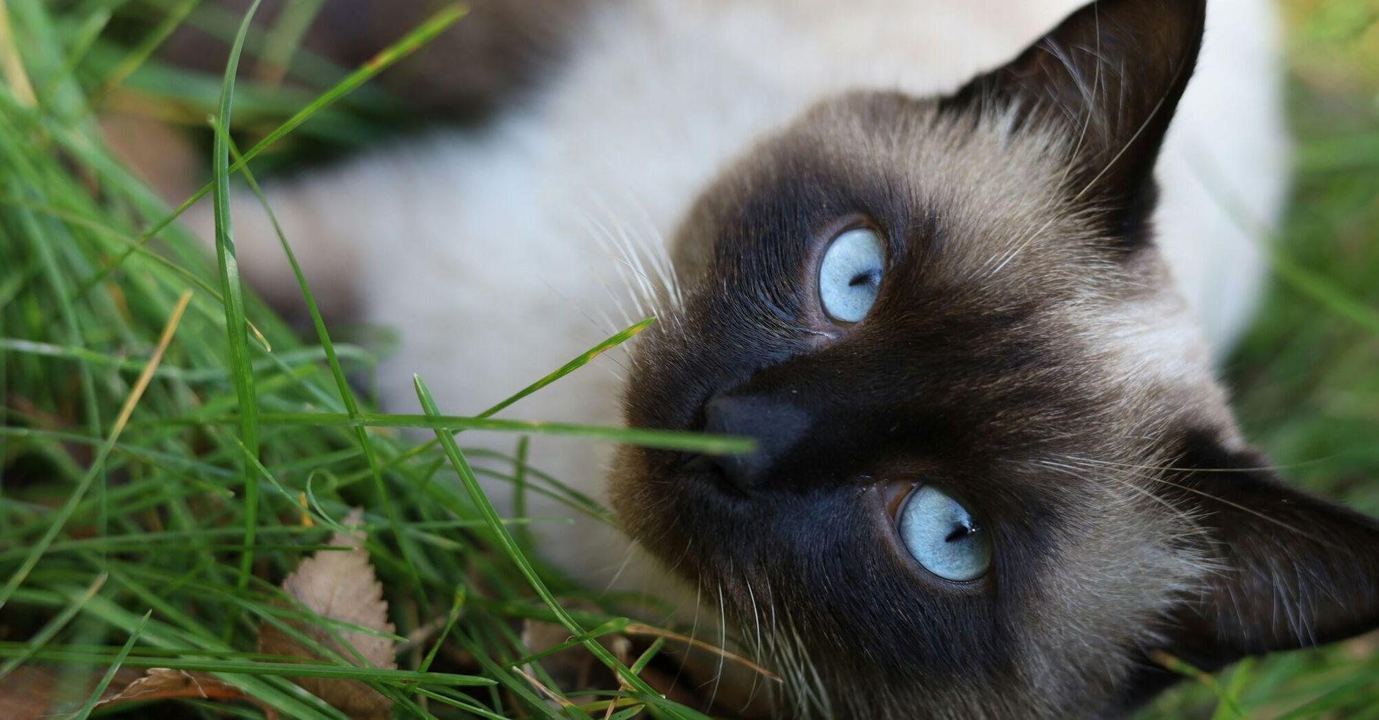 Siamese cat with blue eyes lying on grass