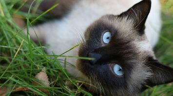 Siamese cat with blue eyes lying on grass