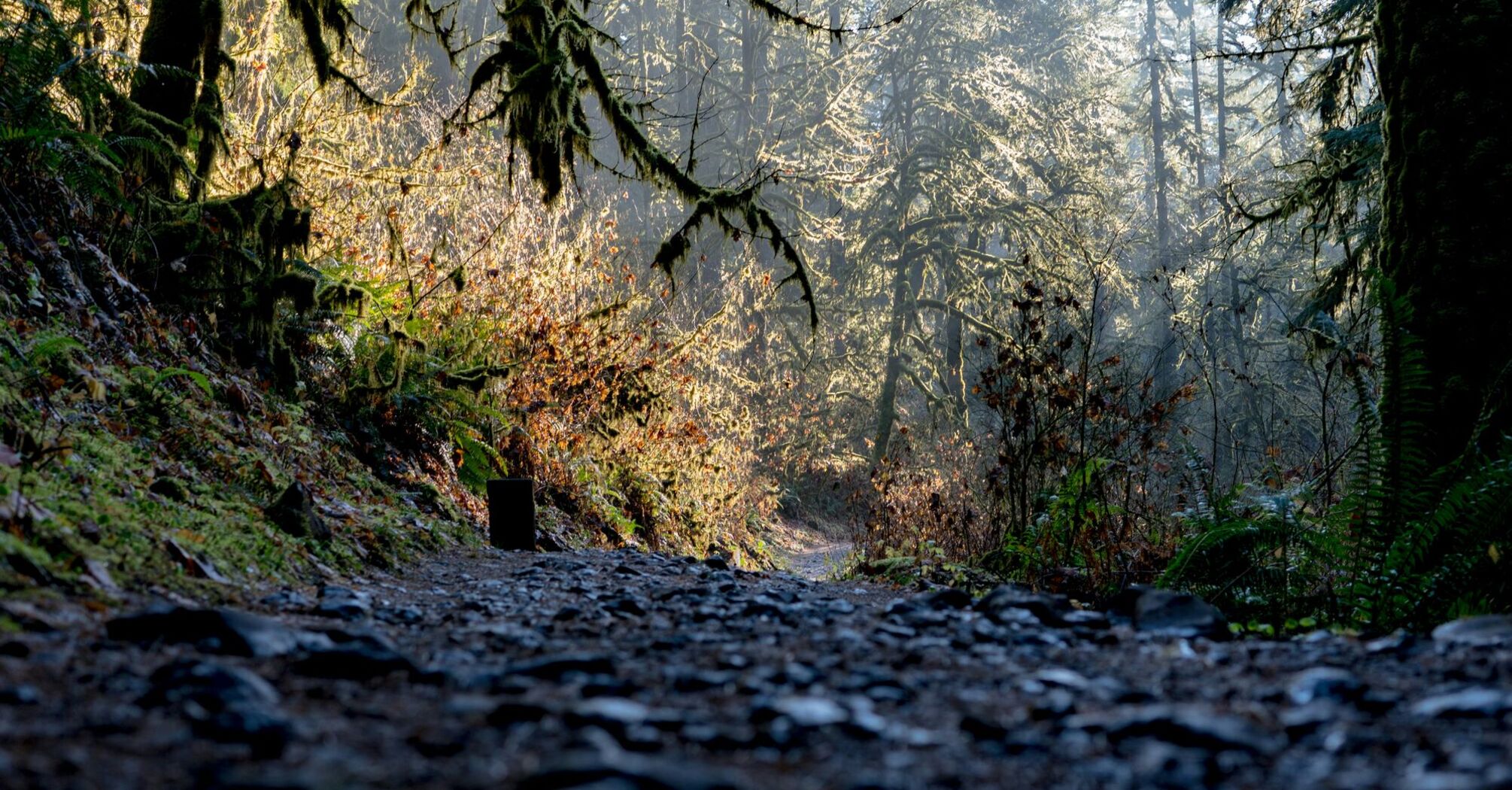 An early morning hike at Silver Falls State Park in Oregon, with the sunlight shining through the trees