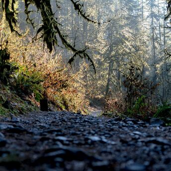 An early morning hike at Silver Falls State Park in Oregon, with the sunlight shining through the trees