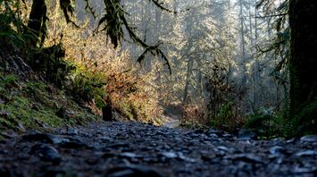 An early morning hike at Silver Falls State Park in Oregon, with the sunlight shining through the trees