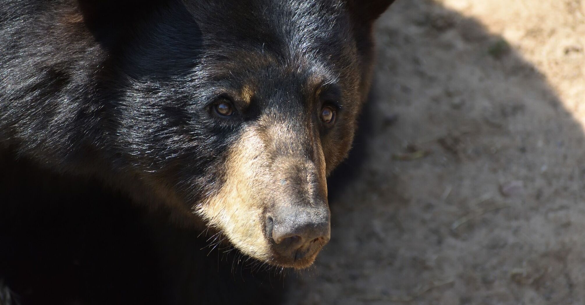 Close-up of a black bear's face