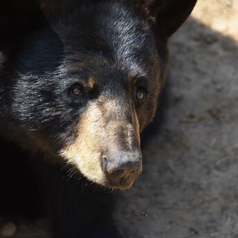 Close-up of a black bear's face