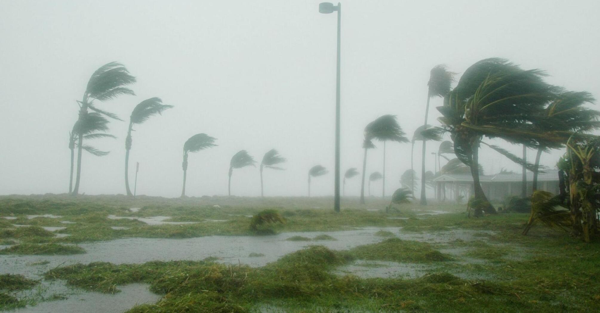 Palm trees bending under strong winds and heavy rain during a hurricane