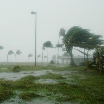 Palm trees bending under strong winds and heavy rain during a hurricane