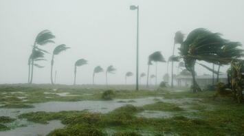 Palm trees bending under strong winds and heavy rain during a hurricane