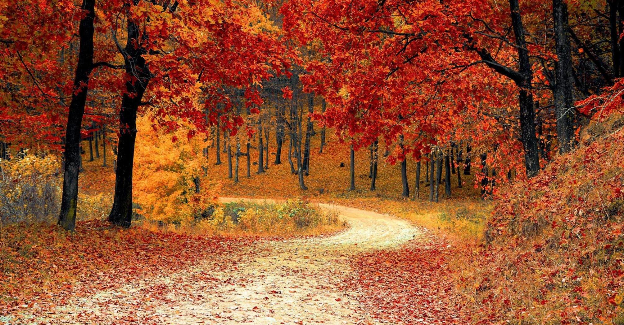 Winding road through a vibrant autumn forest with red and orange leaves