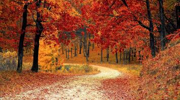 Winding road through a vibrant autumn forest with red and orange leaves