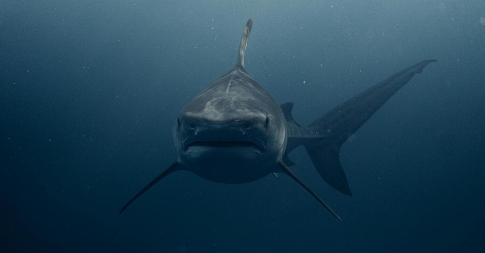 A great white shark swimming underwater