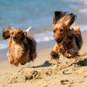 Best Dog-Friendly Beaches near Los Angeles: Travel Guide