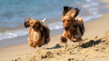 Best Dog-Friendly Beaches near Los Angeles: Travel Guide