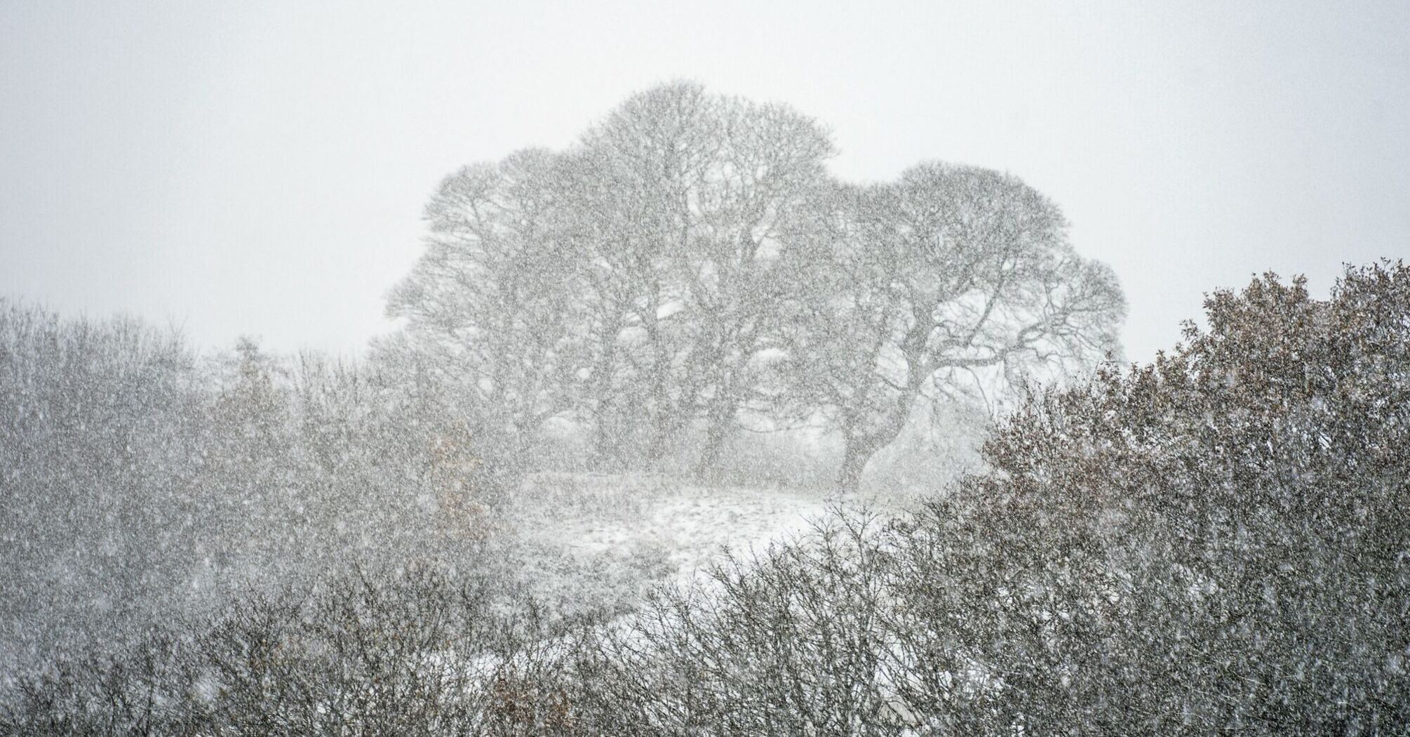 A snowy landscape with bare trees shrouded in heavy snowfall, indicating harsh winter conditions