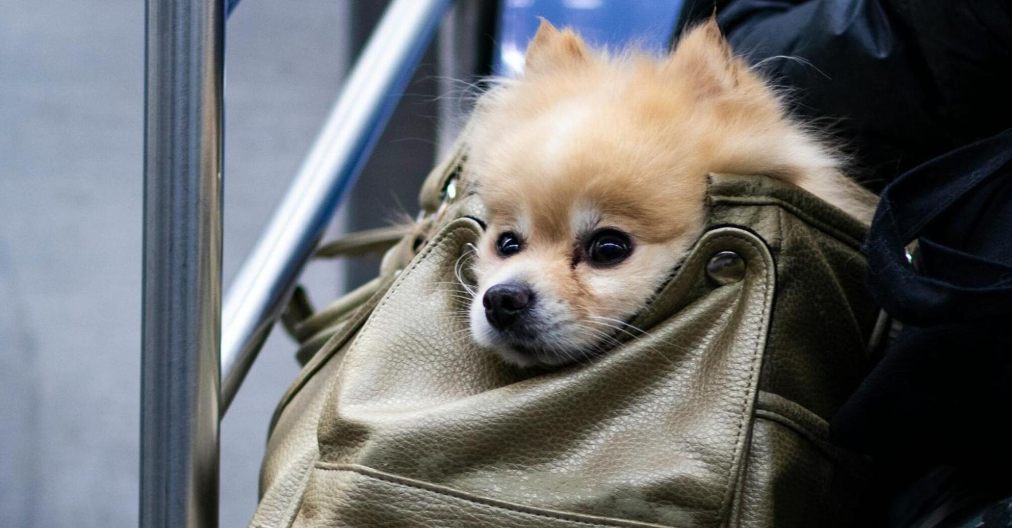 Small dog sitting inside a travel bag on public transport