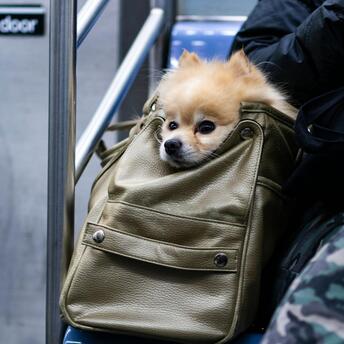 Small dog sitting inside a travel bag on public transport