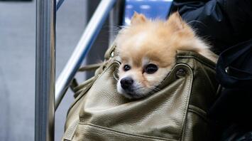 Small dog sitting inside a travel bag on public transport