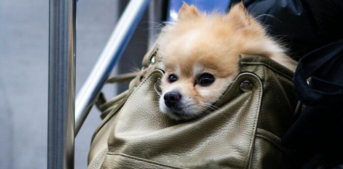 Small dog sitting inside a travel bag on public transport