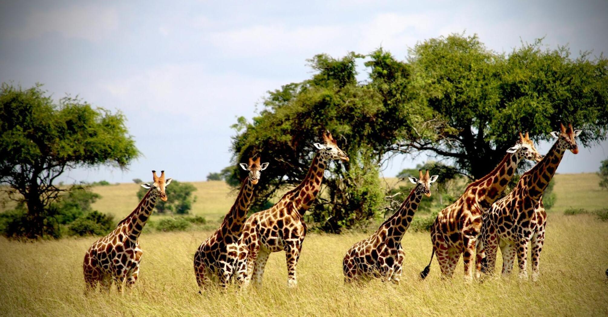 A group of giraffes standing in tall grass in Kafue National Park, Zambia