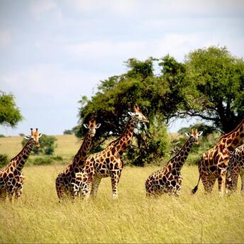 A group of giraffes standing in tall grass in Kafue National Park, Zambia
