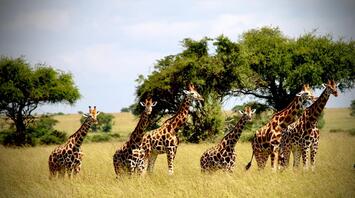 A group of giraffes standing in tall grass in Kafue National Park, Zambia