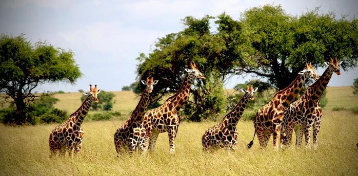 A group of giraffes standing in tall grass in Kafue National Park, Zambia