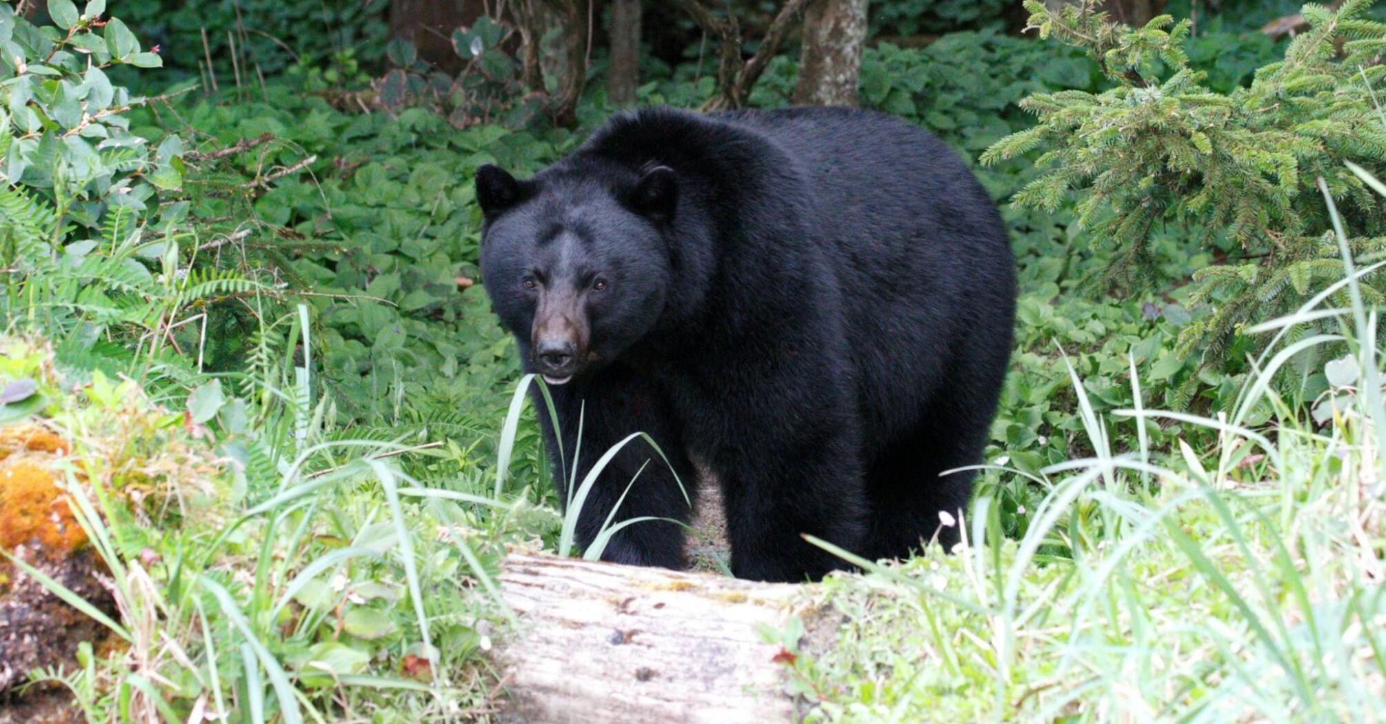 Black bear standing in dense green forest vegetation