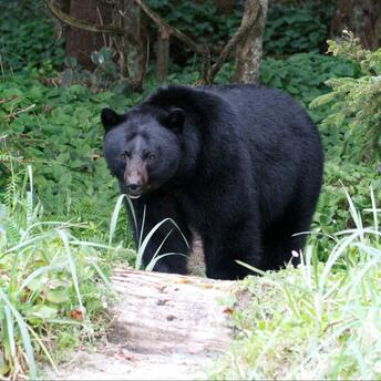 Black bear standing in dense green forest vegetation